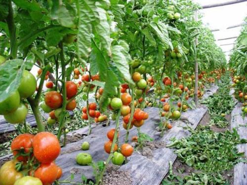 ⛷��ڷ������L����ʲô���ã�����ʩ���ע�����