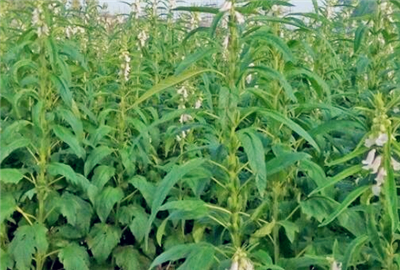 �Nֲ��֥����߮a(ch��n)��ôʩ�ʺã�ʲô�r����Ҫʩ��