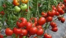 ���ѷʺ����F(xi��n)����Щ�����η��Ѳ�����(y��ng)��ǰ��(d��ng)��