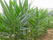 �������L��ʩ����ע�����