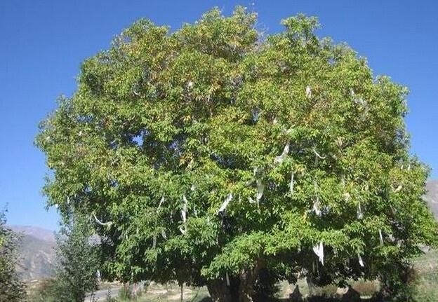 ���ҵ����L��������Щ�A���������A�����ʩ����