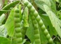 ����߲˷Nֲ��ʩ�ʷ�����ԭ�t