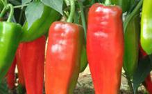 �����߮aע���������Щ�������ĸ߮a���ɺͷNֲ����