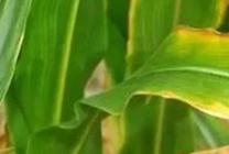 ����ȱ�F�r(sh��)ԓ��ô�x�F�ʣ�����Д�����ȱ�F��