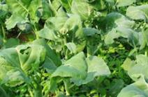 ���{(l��n)�ò��÷N�����{(l��n)��ʩ��ע�����(xi��ng)