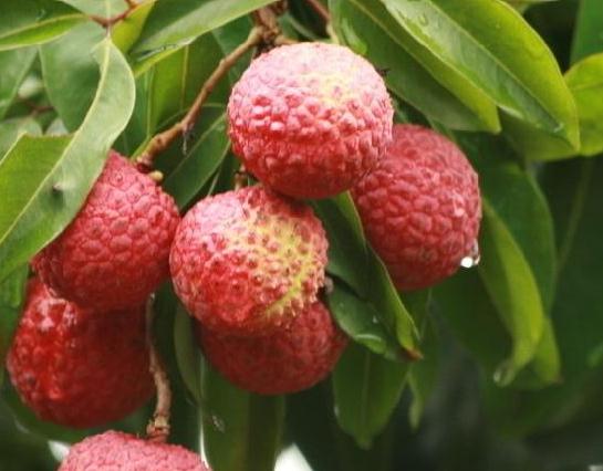 ��֦��ôʩ�ʲ��ܸ߮a����֦�ƌWʩ�ʷ���