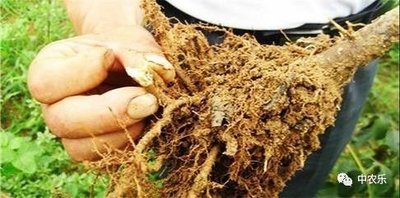 ���䠀������զ�Σ��ƌWʩ���A�����䠀��