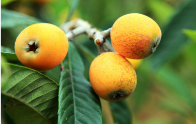 ���˷NֲҪ��ôʩ�ʣ����˵�ʩ�ʷ���