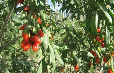 ��轵�ʩ�ʼ�������Щ����轸߮aʩ�ʼ��g