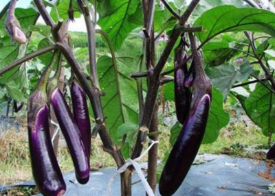 �����ļ�ʩ�����v���������ļ�ʩ������ʲô���ɣ�