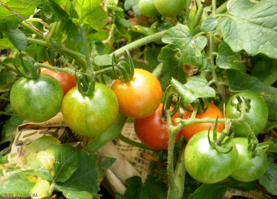 ���Ѱl(f��)���ʺ���ԓ��ν�Q�����Ѱl(f��)���ʺ���Q��ʩ