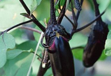 �Nֲ���ӑ�ԓ���ʩ�ʣ���ʲô���Ϻã�