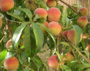 �Ҙ���ôʩ�ʣ��Ҙ�Nֲ�ƌWʩ��Ҫ�c