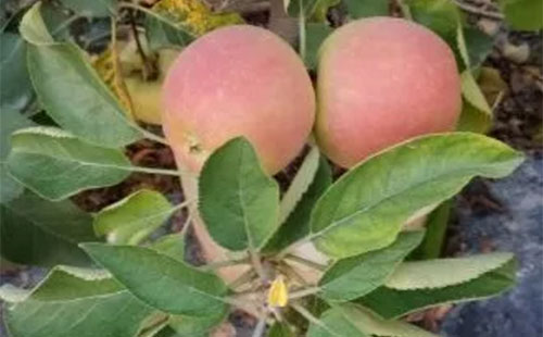 �＾ʩ�ʣ���������Ǻ�̎��߀�ǉ�̎�ࣿ