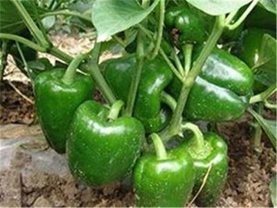 �ཷʩ��Ҫ�c����Щ���ཷ�ĸ߮aʩ�ʼ��g