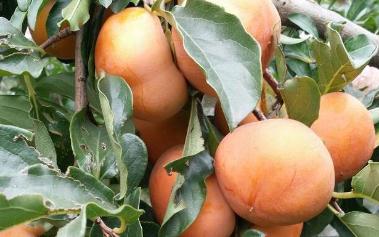 �Nֲ���䑪ԓ��ôʩ�ʣ�����ʩ�ʹ������g����