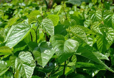 ɣ����ôʩ�ʲ����L�úã�ɣ��ʩ�ʵĹ���Ҫ�c