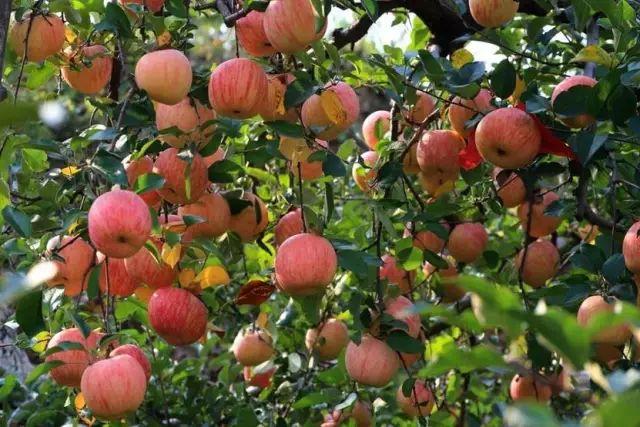 �＾�������ʩ�ʣ�����ƌWʩ�ʼ��g��