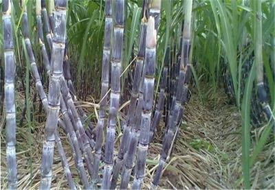 �������gʩ��Ҫ�c������ʩ�ʼ��g