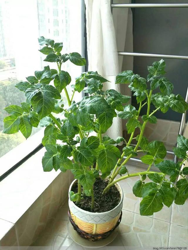 ����������ô�Nֲ��