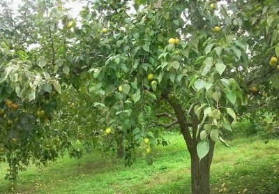 2019�����ƌWʩ��ָ����Ҋ