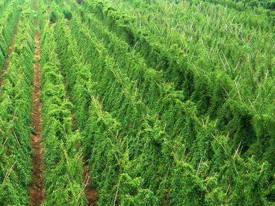 ���ӽoɽˎʩ�ʣ�ʩʲô�ʣ�ɽˎʩ��Ҫ�c