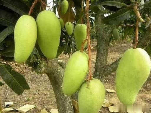 â����Ҫ�߮a���@�â���߮aʩ�ʵļ���