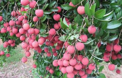 ��֦ʩ�ʆ��}��ʩ��ԭ�t��ʩ�ʼ��g(sh��)��