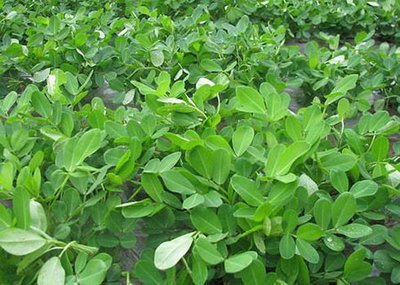 �����m��ʲô�r��N�������ķNֲ������ʲô