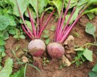 ���������ˉK�������ʼ�Ʒ�|