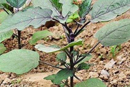 ���ӷNֲ���ʩ�ʣ�