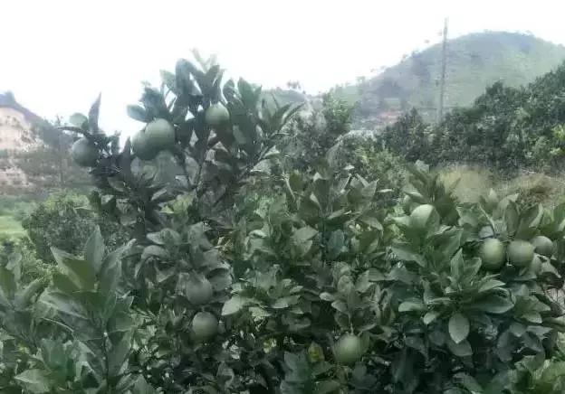 ���rע�⣺�@ô�����ǡ�ʩ�ʡ������ǿ��Լ���