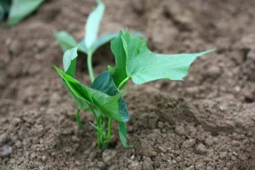 �_���ʣ��^һ�أ�ʩ�÷ʣ��a����