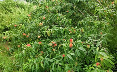 �������ʩ��΢��Ԫ�طʣ�����ʩ�ʵ����_����