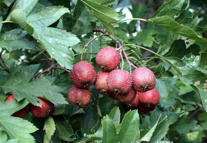 ɽ髸߮a(ch��n)�ܺ�(ji��n)�Σ����N�����̽o�㣡