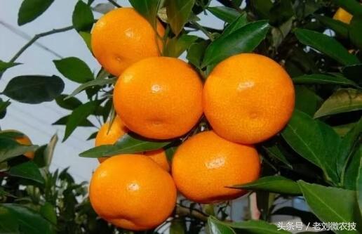 ɳ�ǽ۴ٻ�ԭ����ʲô��ɰ���ٴٻ���ʩ������