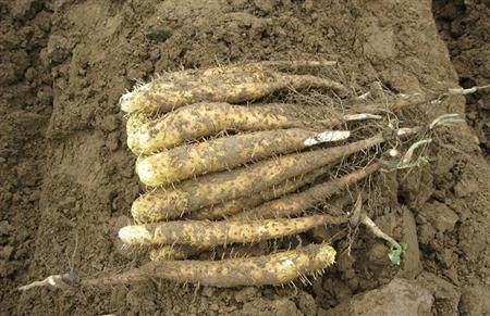 ɽˎ��ô�Nֲ��ɽˎ�Nֲ���g(sh��)��