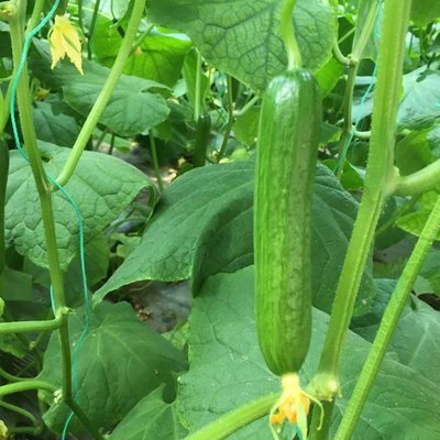 С�S�ϵײ��~Ƭԓզ̎����С�S�ϷNֲ����