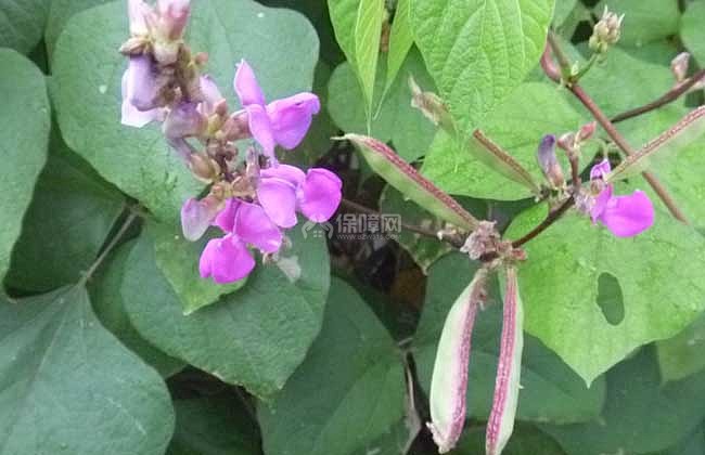 �ⶹ�����L(zh��ng)��(x��)����ʲô���ⶹ�ķNֲҪ�c(di��n)��