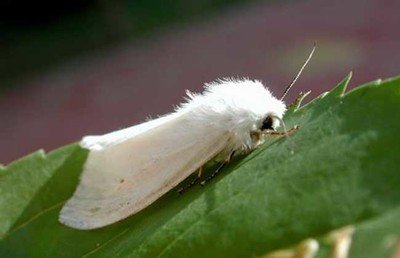 �����׶���ô���Σ������׶���η�����