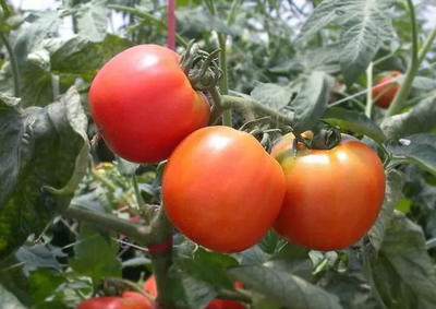 ��������׷N���ё�(y��ng)ԓע��ʲô�����ҷ����׷N����