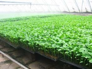 ������ô�޽ӣ������޽Ӽ��g(sh��)Ҫ�c��