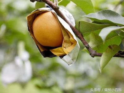 һ�¡����������ι��������ķNֲ�������g(sh��)