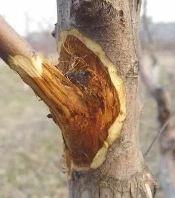 �O�������丯����զ���Σ���������Ч����