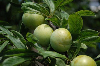 ���Ә���ô���ࣿ���Ә�Nֲ���g��