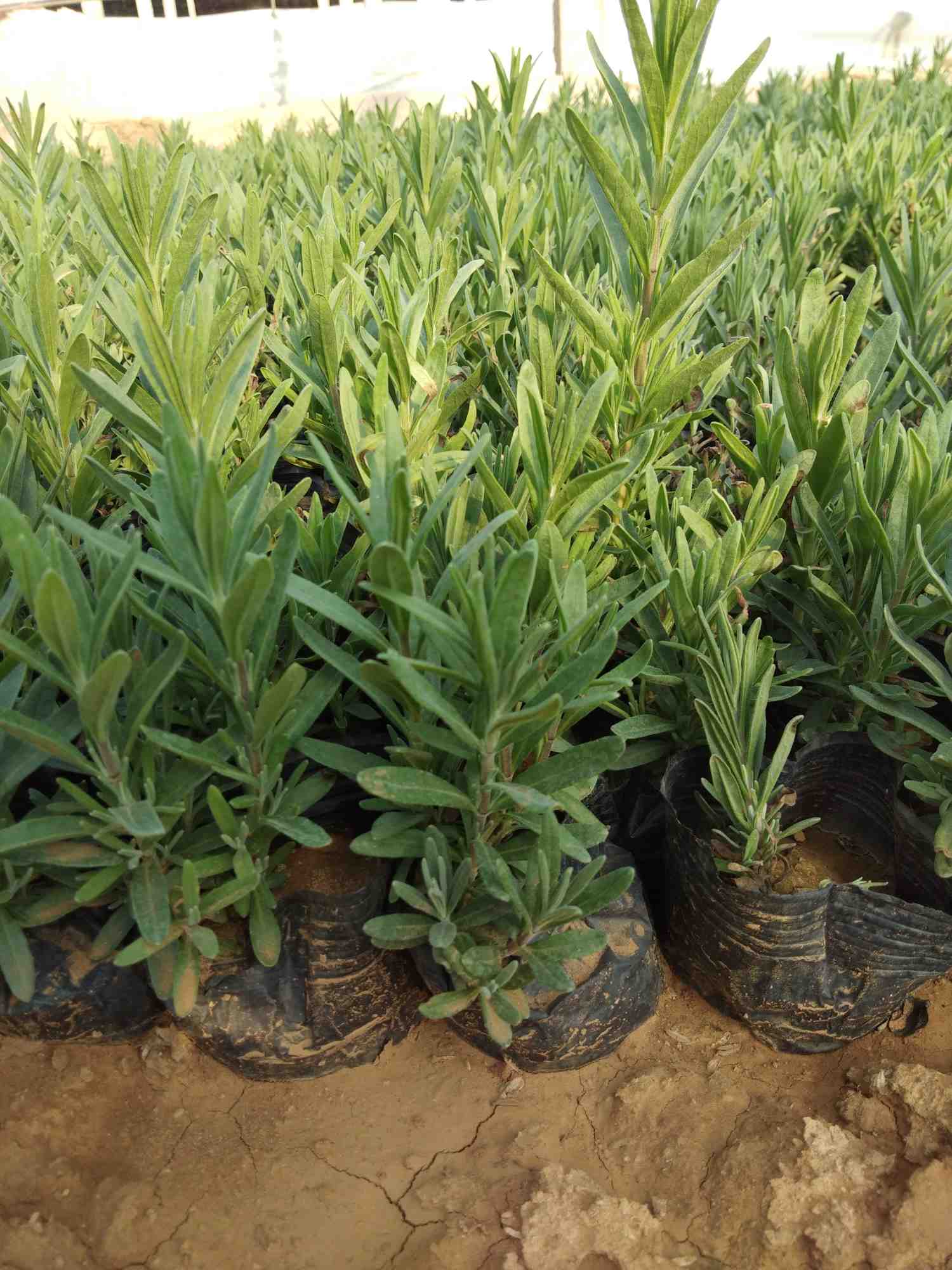 ��ηNֲ޹�²ݣ�޹�²ݵķNֲ�����cע����헣�