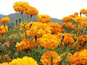 �ջ���ô�Nֲ���ջ��߮a�Nֲ���g��