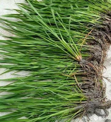 ���׸߮a(ch��n)�������J�����׵ĿƌWʩ�ʷ���