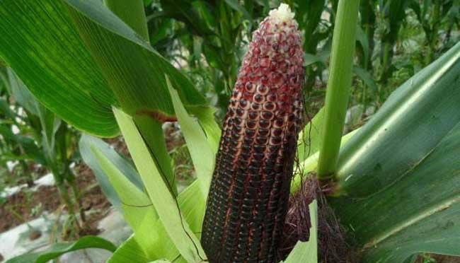 ��������ηNֲ�������׵ĸ߮a(ch��n)���༼�g(sh��)