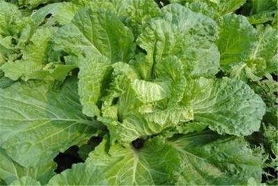 �ЙC��ײ�ԓ���ӷNֲ���ЙC��ײ˷Nֲ���g(sh��)